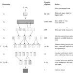 Pedigree selection