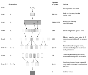 Pedigree Method – Procedure, Applications, Advantages, Disadvantages