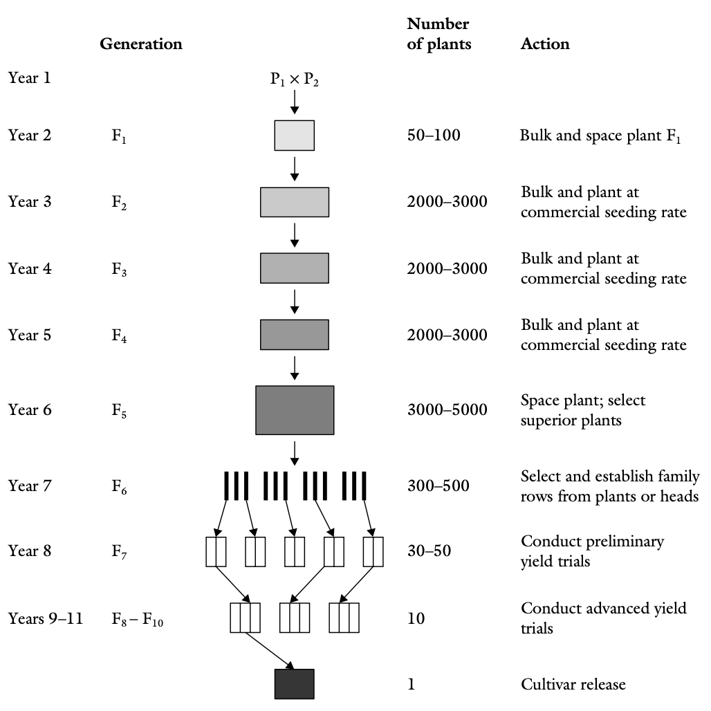 Generalized steps in breeding by bulk selection