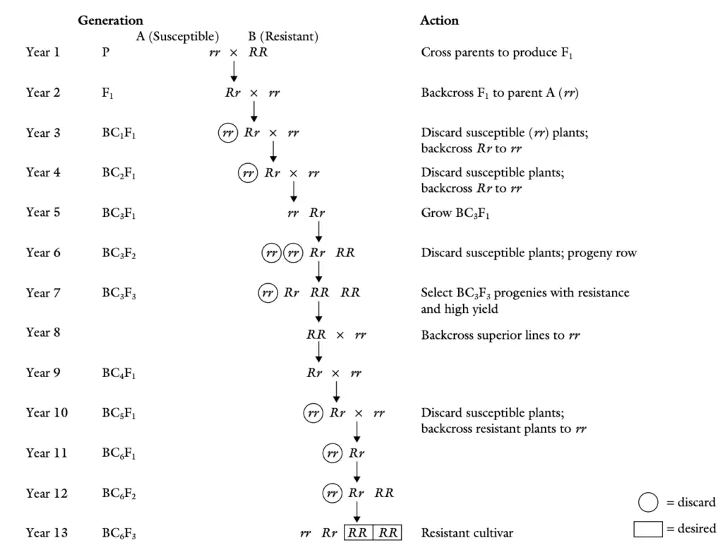 Generalized steps in breeding a dominant trait by the backcross method.