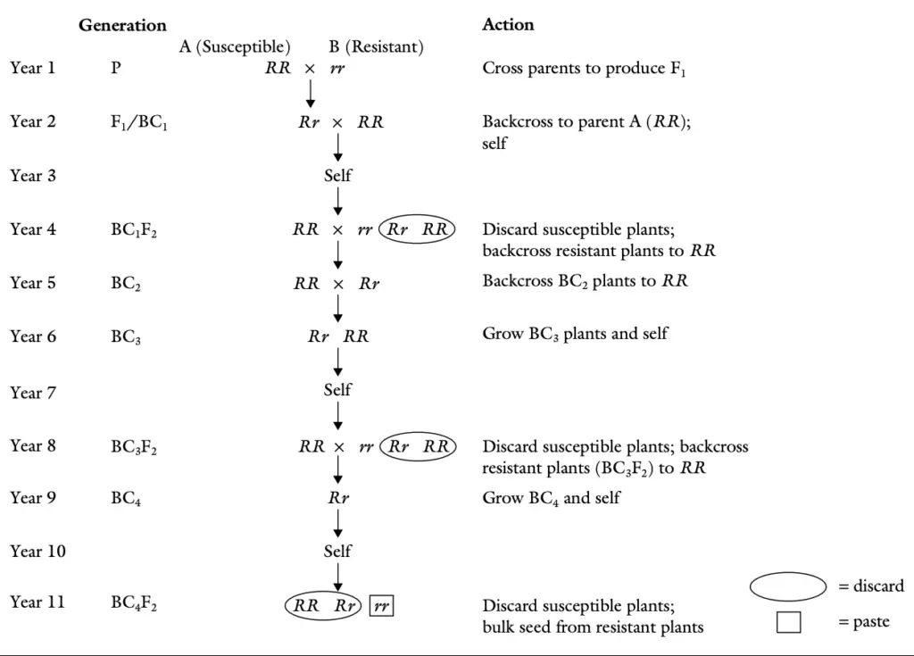 Generalized steps in breeding a recessive trait by the backcross method.