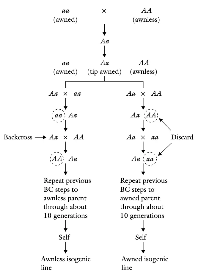 Generalized steps in breeding multiline
cultivars