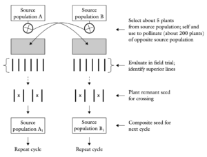 Sibbing Process Breeding Methods for Cross-pollinated species