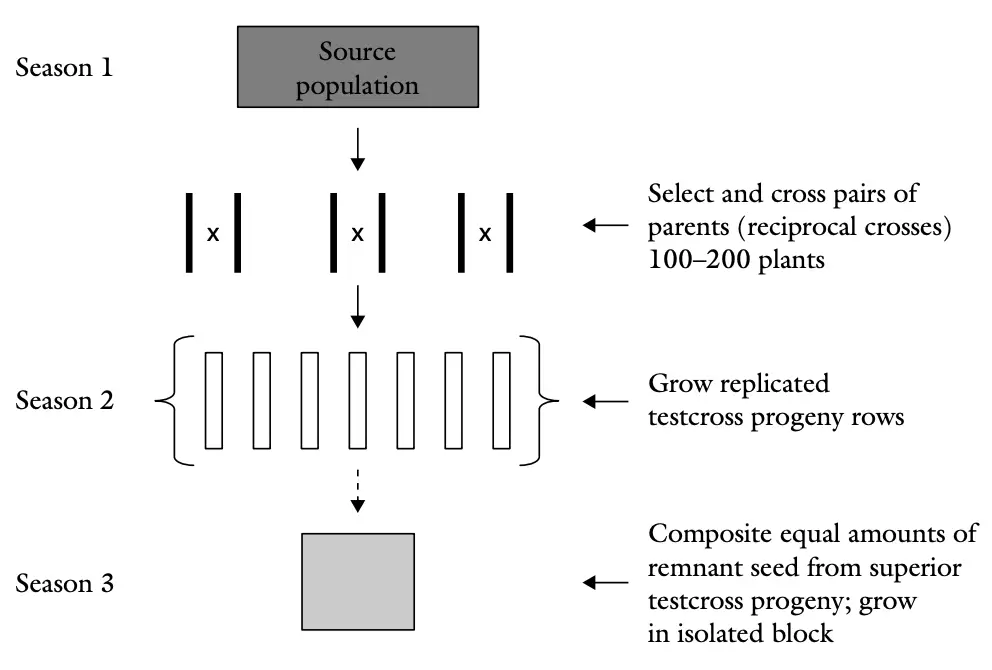 Generalized steps in breeding by full-sib method.