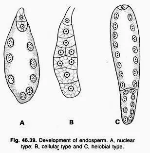 Types of Endosperm