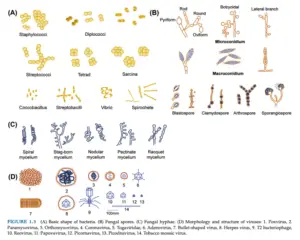 Basic shape of bacteria