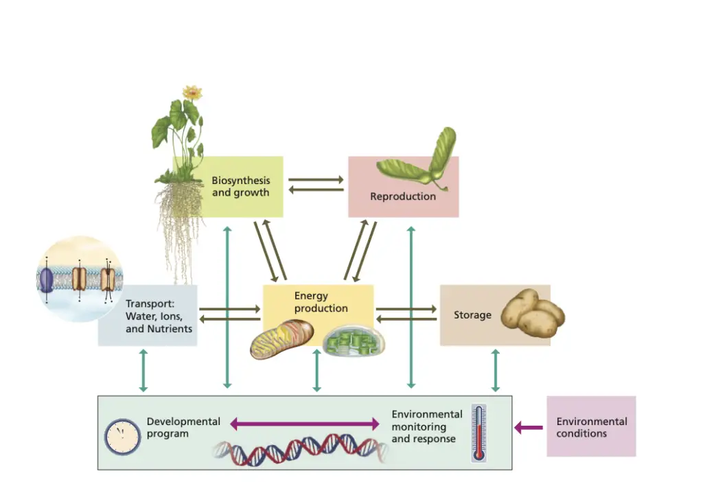 Interactions between environmental conditions and plant development, growth, energy pro- duction, and ion and nutrient balance and storage.