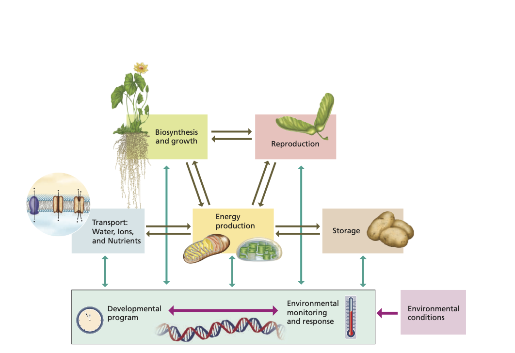 Abiotic Stress (Stress Biology) - Definition, Environmental factors ...