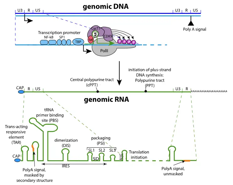 HIV Virus Genome and Proteins