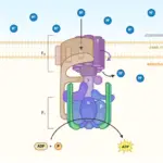 ATP Synthase