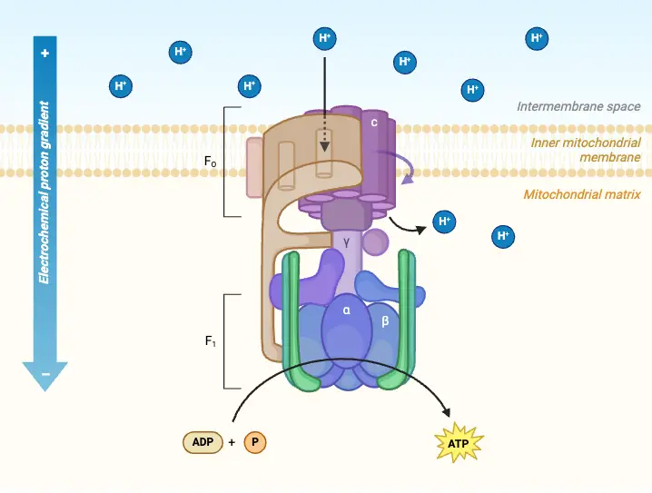 ATP Synthase