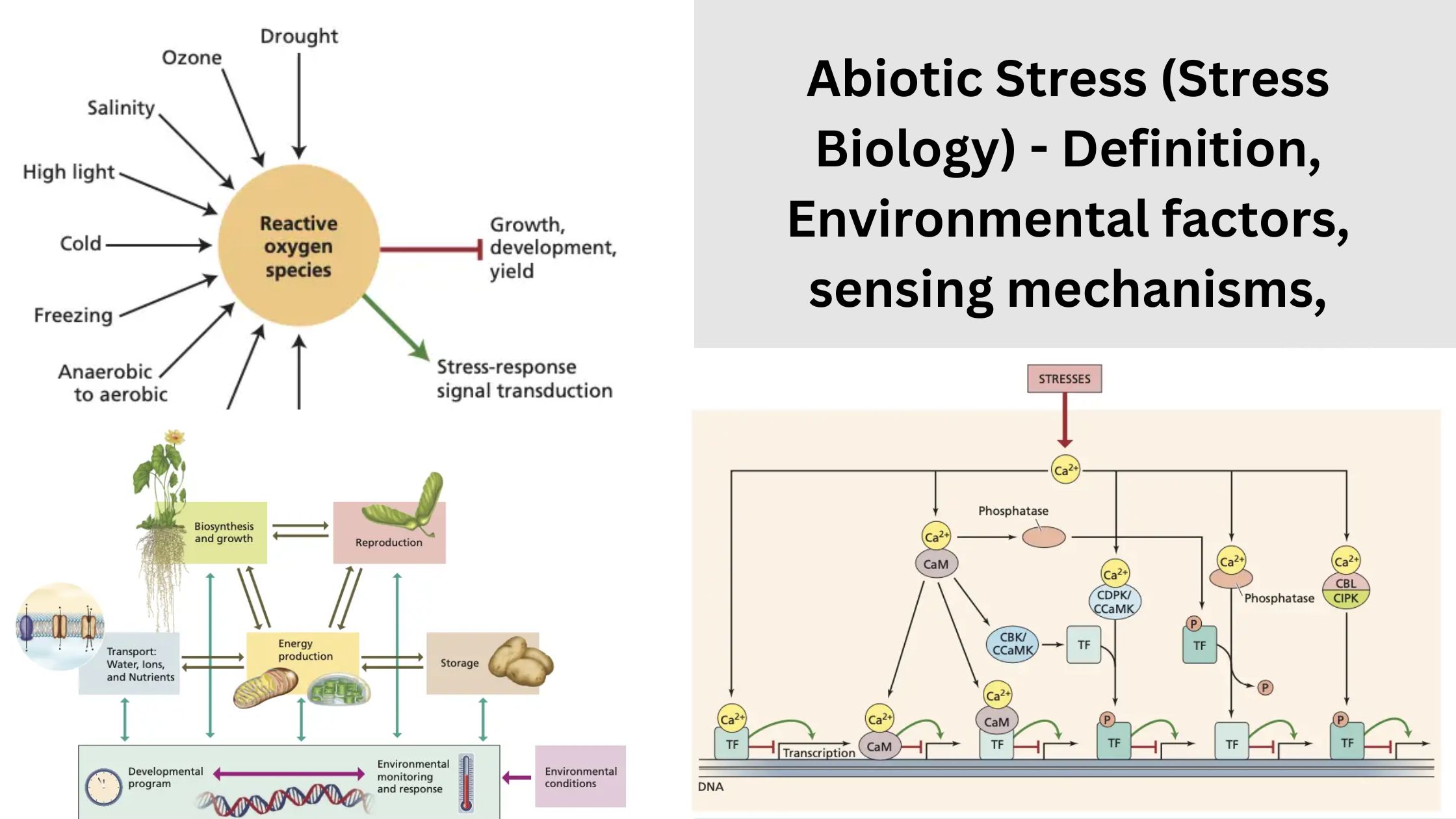 Abiotic Stress (Stress Biology) - Definition, Environmental factors, sensing mechanisms,