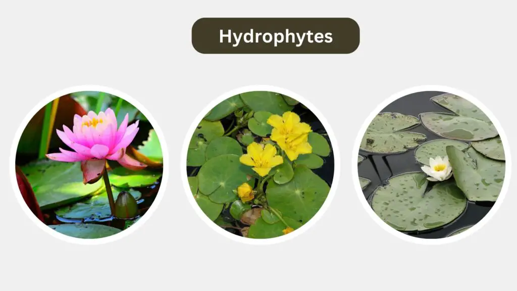 Adaptations in hydrophytes