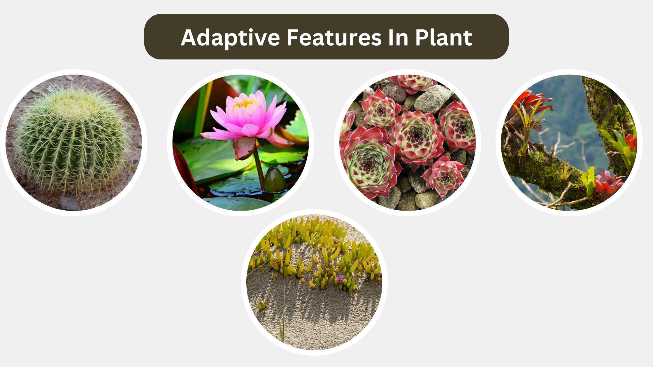 Adaptive Features In Plant