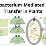 Agrobacterium-Mediated Gene Transfer in Plants