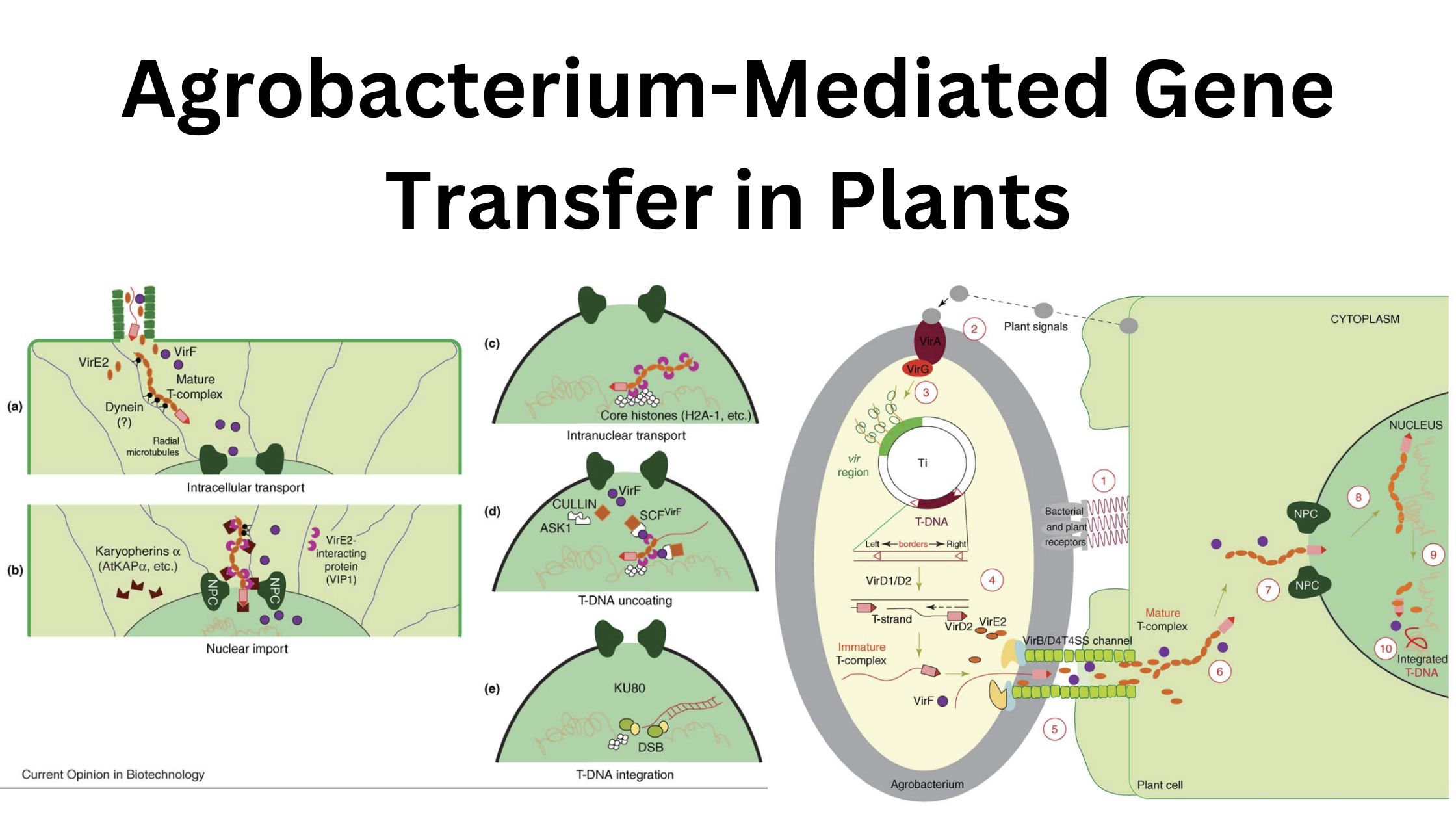 Agrobacterium-Mediated Gene Transfer in Plants