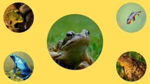 Amphibian - Characteristics, Origin, Morphology, Classification