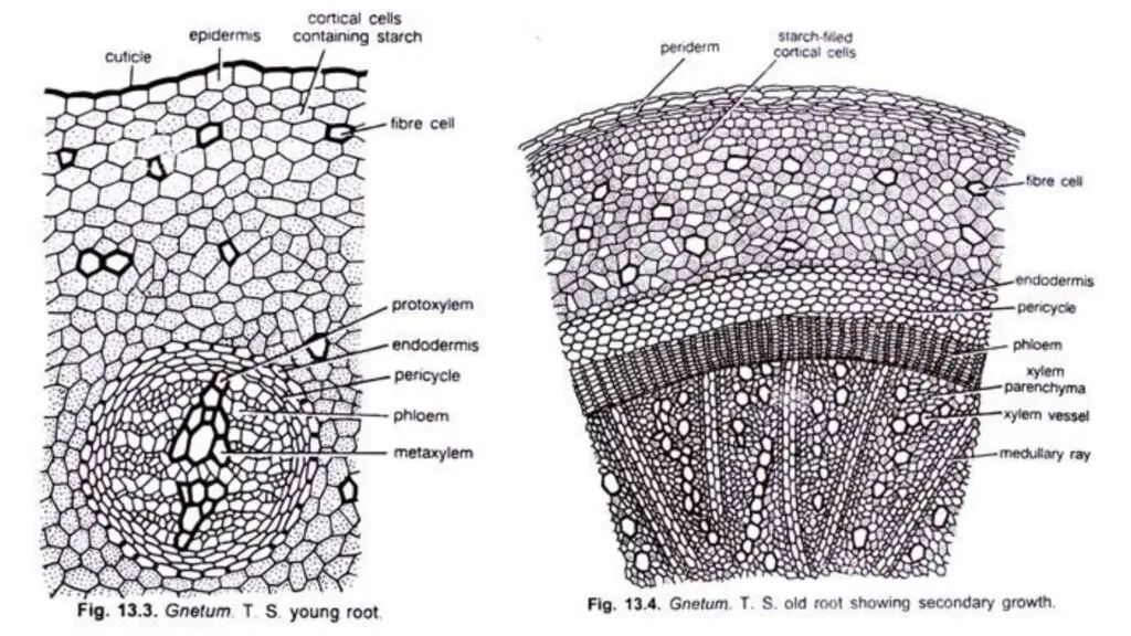 Anatomy of Gnetum