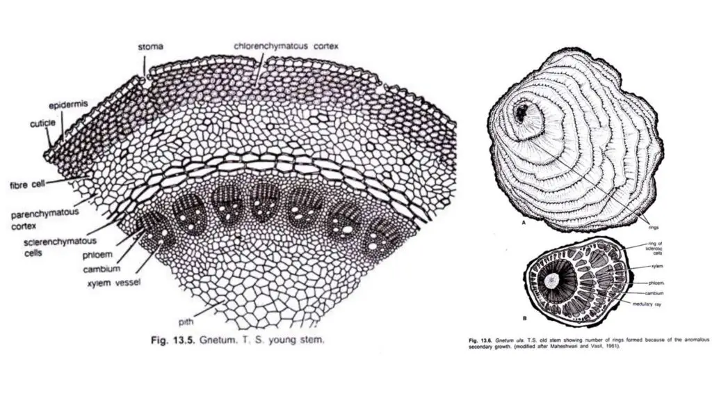 Anatomy of Gnetum