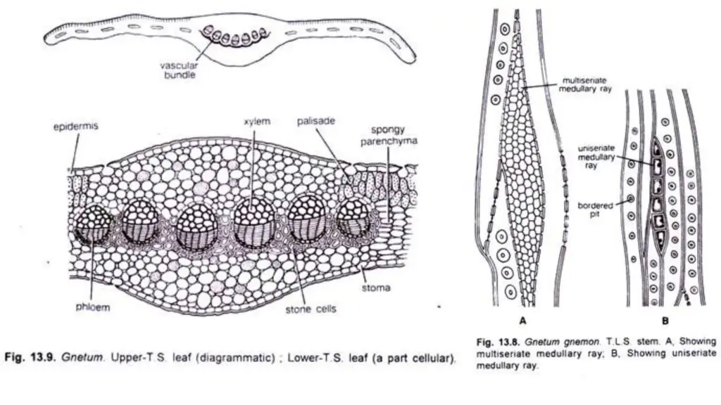 Gnetum – Characteristics, Classification, Morphology, Anatomy And ...