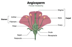 Angiosperms – Morphology, Classification, Life cycle, Economic and Ecological Importance