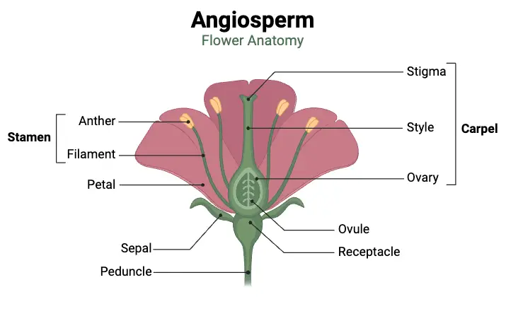 Angiosperm - Flower Anatomy