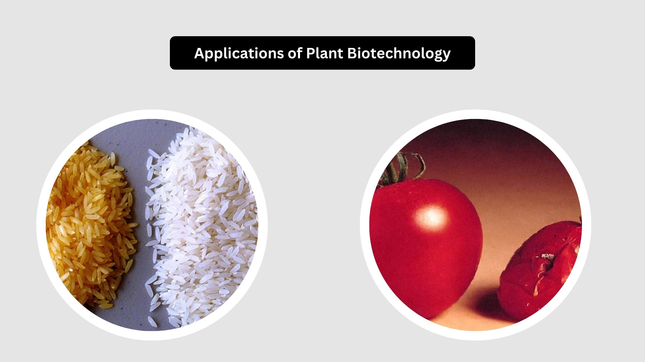 Applications of Plant Biotechnology