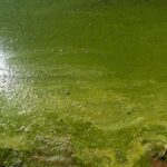 Applied Phycology - Role of algae in the environment, agriculture, biotechnology and industry.