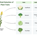 Artificial Selection of Plant Traits