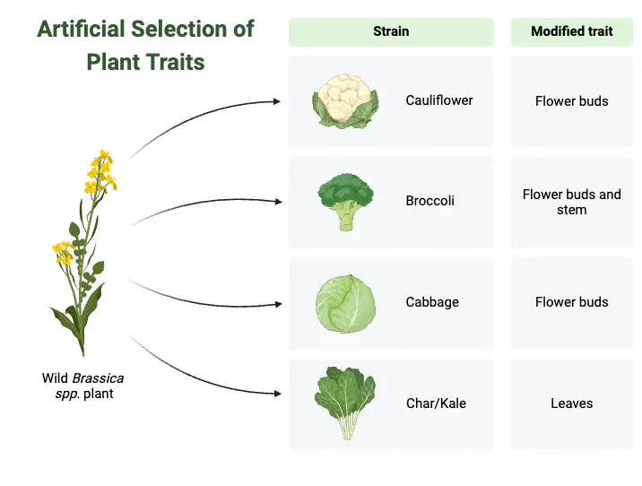 Artificial Selection of Plant Traits