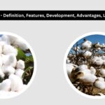 BT Cotton - Definition, Features, Development, Advantages, Limitations