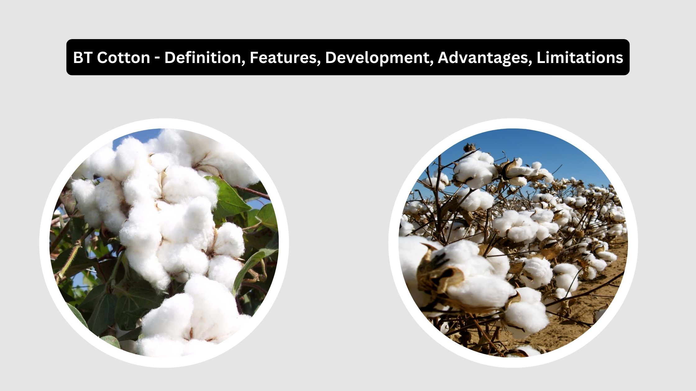 BT Cotton - Definition, Features, Development, Advantages, Limitations