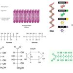 Biological Macromolecules - Types, Structure, Functions, Examples