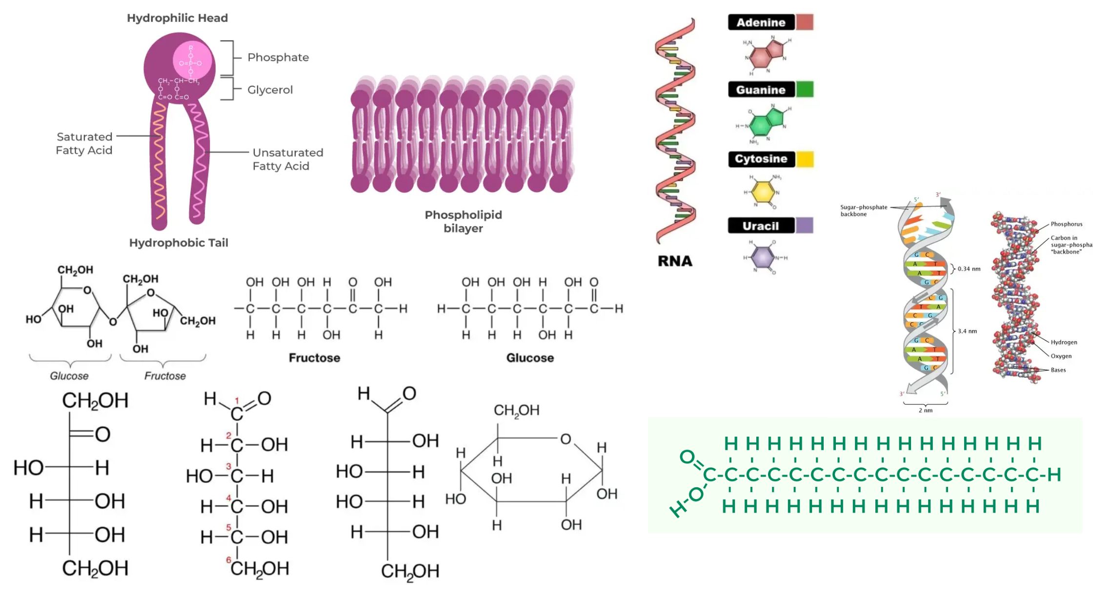 Biological Macromolecules - Types, Structure, Functions, Examples