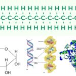 Biomolecule - Definition, Types, Structure, Examples, Significance