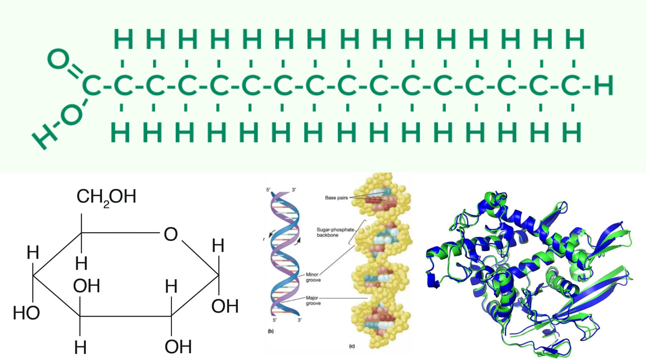 Biomolecule - Definition, Types, Structure, Examples, Significance