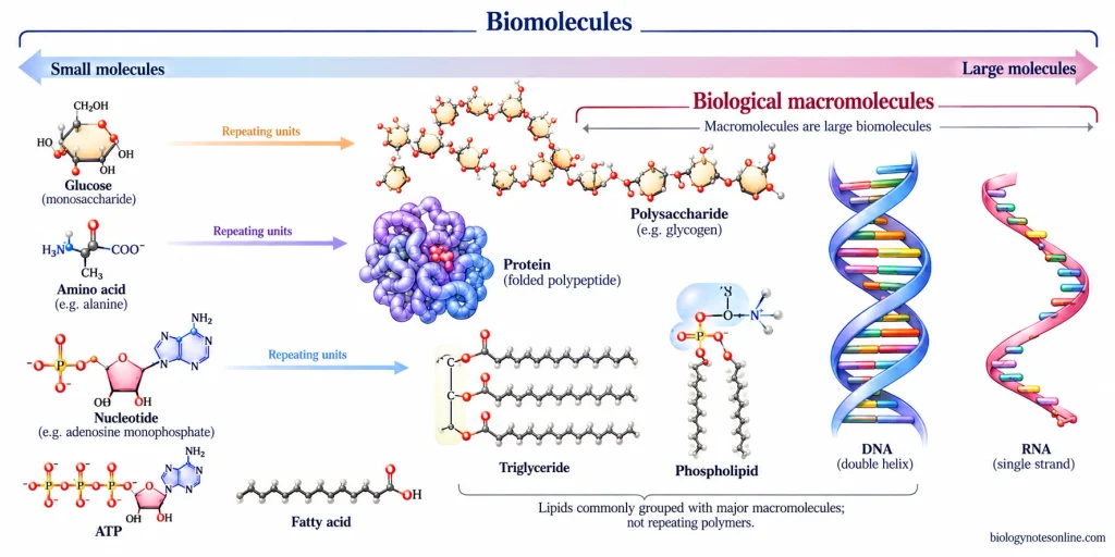 Size and scope comparison showing small biomolecules and large biological macromolecules, including proteins, nucleic acids, polysaccharides, and the special case of lipids.
