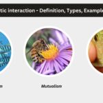 Biotic interaction - Definition, Types, Examples