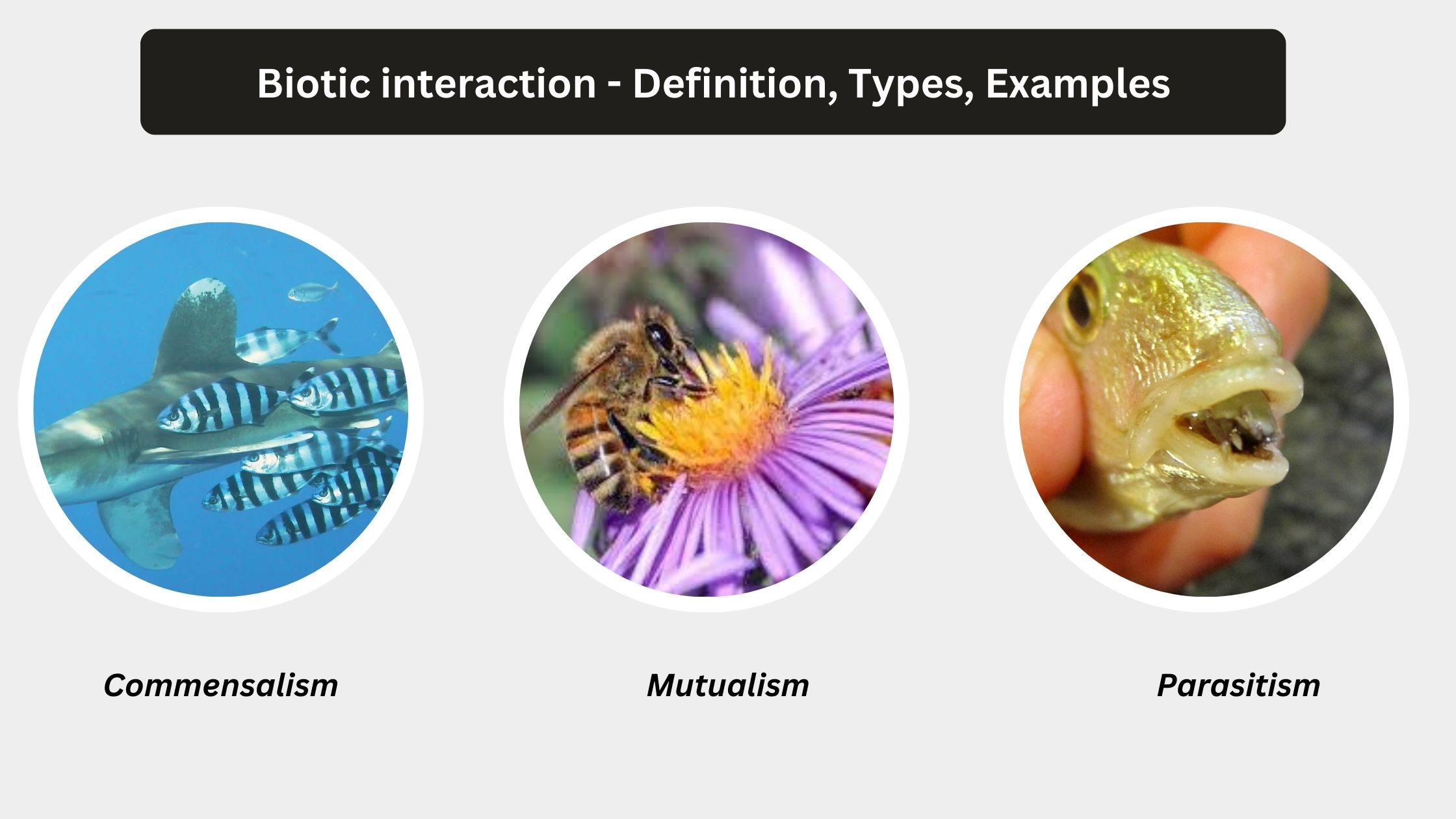 Biotic interaction - Definition, Types, Examples