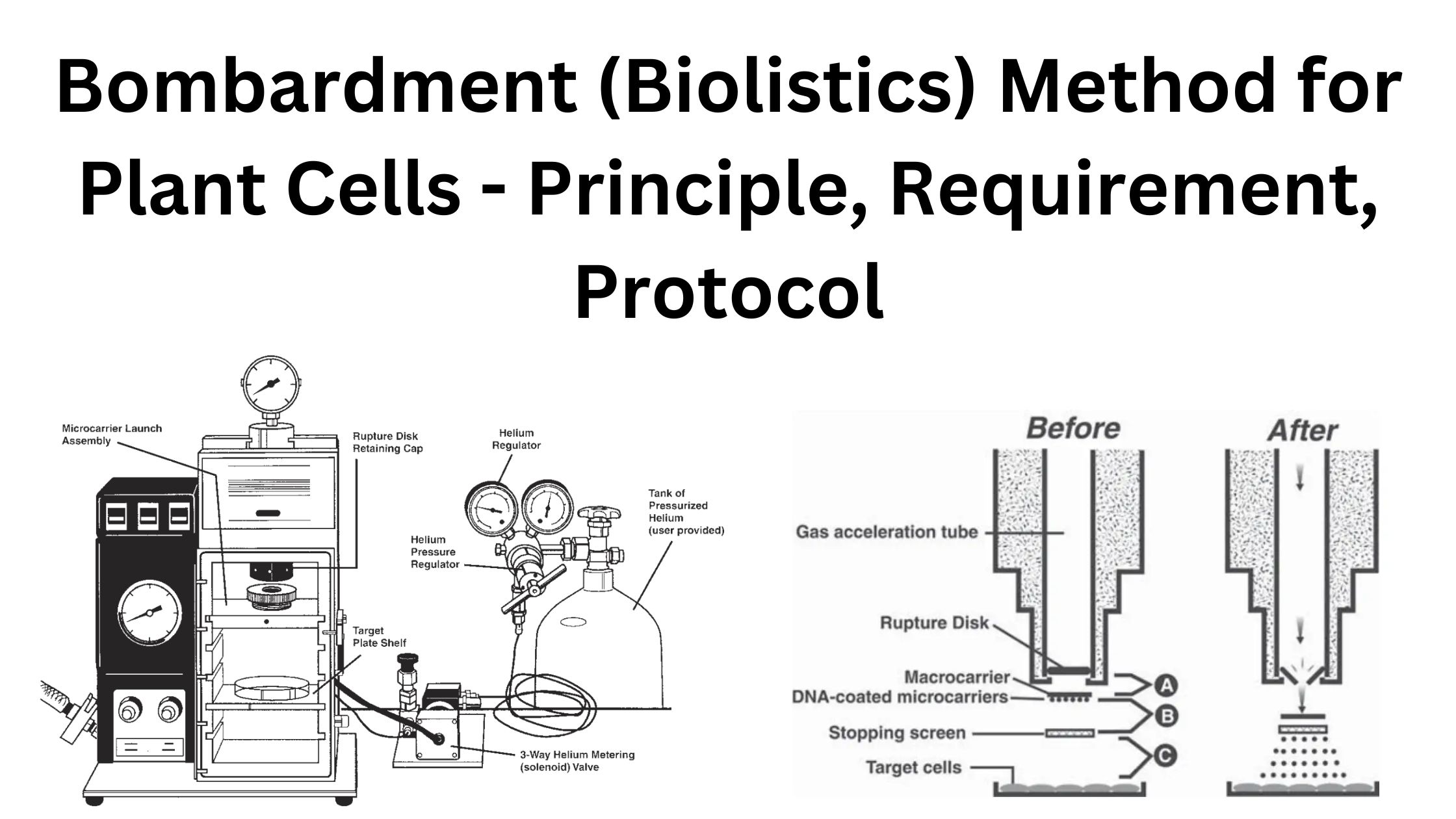 Bombardment (Biolistics) Method for Plant Cells - Principle, Requirement, Protocol