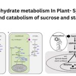 Carbohydrate metabolism In Plant- Synthesis and catabolism of sucrose and starch