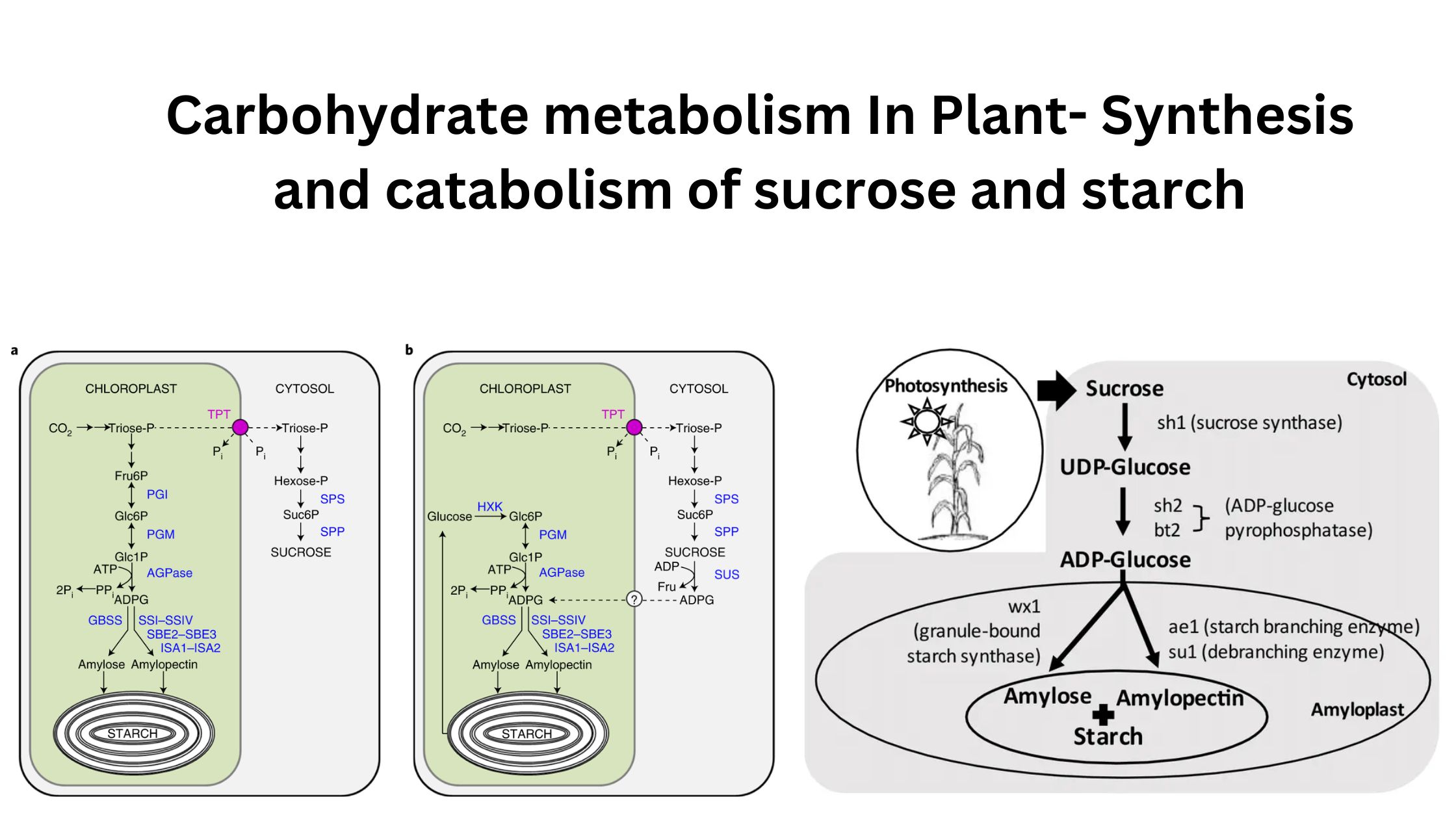 Carbohydrate metabolism In Plant- Synthesis and catabolism of sucrose and starch