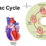 Cardiac Cycle