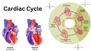 Cardiac Cycle Phases, Duration and Diagram