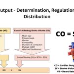 Cardiac Output - Determination, Regulation, Factors, Distribution