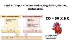 Cardiac Output – Determination, Regulation, Factors, Distribution