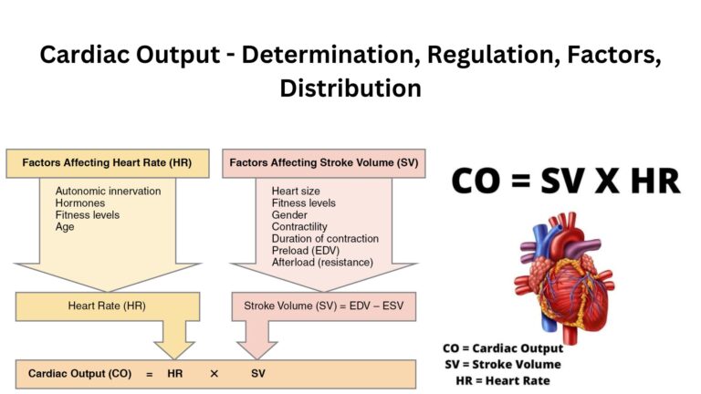 Cardiac Output - Determination, Regulation, Factors, Distribution