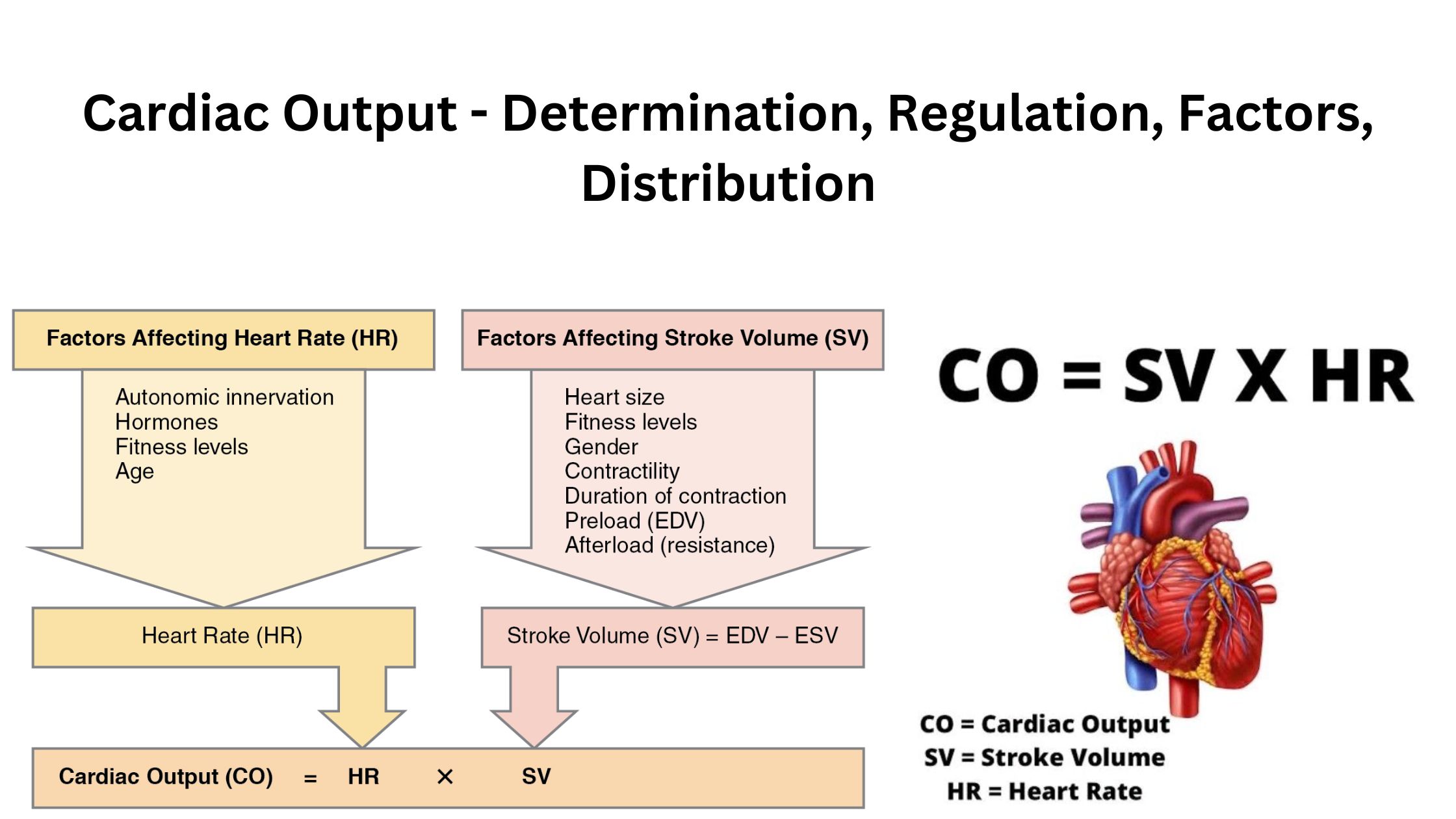 Cardiac Output - Determination, Regulation, Factors, Distribution