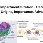 Cell Compartmentalization - Definition, Types, Origins, Importance, Advantages