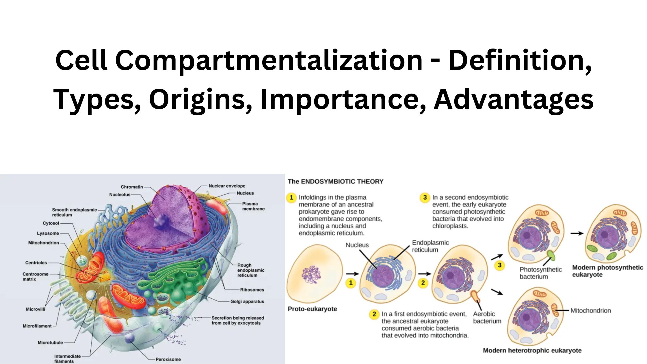 Cell Compartmentalization - Definition, Types, Origins, Importance, Advantages